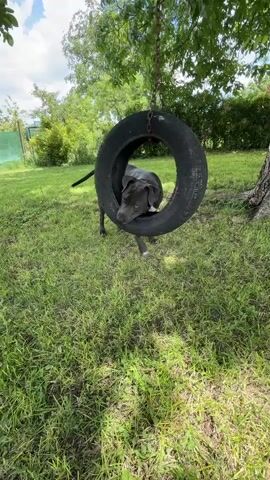 A gray dog stands in a tire swing in a grassy yard. The dog looks at the camera with its head tilted. The tire swing is hanging from a tree. There are trees and bushes in the background.