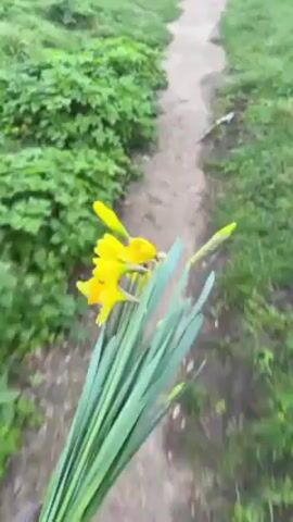 The video begins with a first-person perspective of someone holding a bunch of yellow daffodils while walking along a narrow, dirt path. The path is surrounded by green grass and some patches of denser green foliage on the left. A wooden bench is visible to the left of the path. As the camera moves forward, the view expands to reveal a grassy field shrouded in thick fog. The path continues into the distance, disappearing into the fog. The trees in the far distance are barely visible due to the dense fog. The camera continues to follow the path, offering a view of the surrounding foggy landscape.