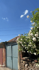 White roses bloom abundantly in Bulgarian village spring day