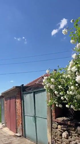 White roses bloom abundantly in Bulgarian village spring day
