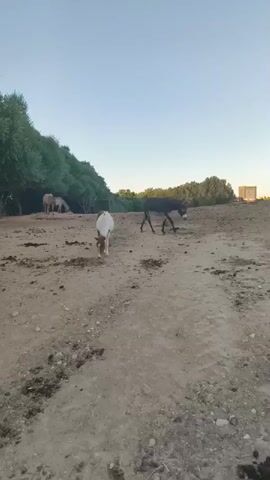 A video captures a rural outdoor scene during daylight, possibly at dusk or dawn given the soft lighting. The ground is dry and dusty, with patches of dark material that appear to be animal droppings. In the foreground, a small, white and brown animal, possibly a pony or a young horse, is grazing. Further back, a dark-colored donkey walks away from the camera towards a line of trees. Behind the donkey, a white animal, likely another horse, is visible near a covered structure with seating. Another dark-colored donkey is standing in the mid-ground, facing the camera and appearing to look directly at it. The background features a clear, pale blue sky and a dense line of green trees. In the distance, a light-colored, rectangular building is visible. The overall environment suggests a farm or an animal sanctuary.