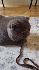 Grey Scottish Fold cat plays with cords on floral rug