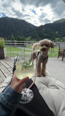 The video shows a person holding a drink with a straw and mint leaves in it. A small, light brown poodle dog is standing on a cushion next to the person, also looking at the drink. The person is wearing a denim jacket and black pants. They are sitting on an outdoor deck with a wooden floor and railing. In the background, there are green mountains covered in trees and a cloudy sky. The dog appears to be sniffing or attempting to lick the drink.