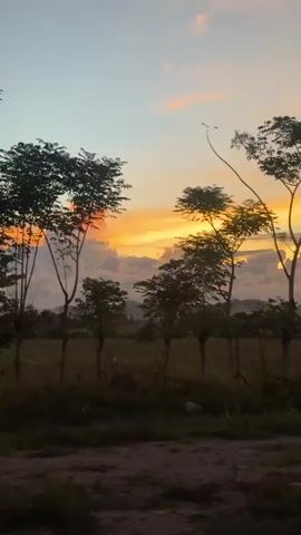 This is a vertical, wide shot of a serene sunset scene in Meureudu, Indonesia. The primary subjects are several silhouetted trees against a sky ablaze with the warm hues of sunset. The sky transitions from a pale blue at the top to vibrant oranges and yellows near the horizon, with scattered clouds, some tinged with pink. The trees are varied in size and shape, with some tall and slender, others more bushy, their branches reaching towards the colorful sky. In the foreground, there is a patch of dark, out-of-focus ground, suggesting the viewpoint is from a moving vehicle or a low vantage point. The overall atmosphere is tranquil and picturesque, evoking a sense of calm and natural beauty. The time of day is clearly sunset, indicated by the colors of the sky. There are no people or specific objects visible, and no visible text. The location cues are minimal, primarily the implied rural or natural setting suggested by the trees and open sky, with the provided context of Meureudu, Indonesia.