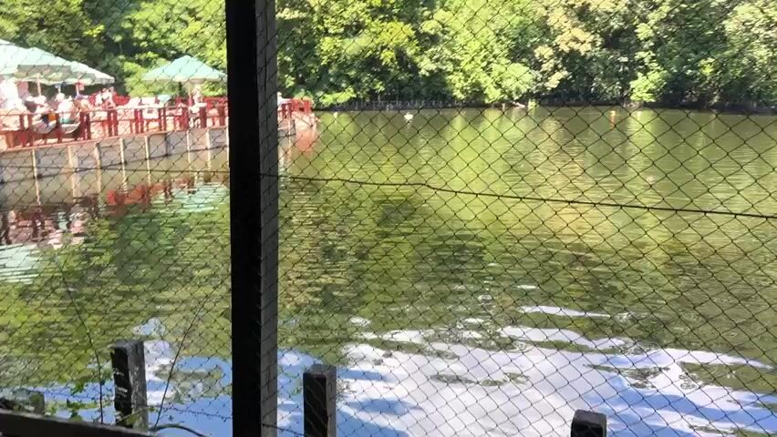 The video shows a body of water, likely a lake or pond, surrounded by lush green trees. On the left side of the frame, there is a wooden deck or pier with several people seated at tables. Red railings line the edge of the deck, and some tables have green umbrellas providing shade. A small white boat is tied near the pier. The water's surface reflects the surrounding foliage and the sky. In the foreground, a black chain-link fence is visible, obscuring the view slightly. The fence has wooden posts. The overall impression is of a scenic outdoor location, possibly a park or a restaurant by the water.