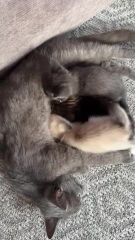 A gray mother cat lies on a gray carpet next to a gray couch. Three kittens are nursing from the mother cat. Two kittens are gray, one is tan and white. The mother cat appears to be sleeping.