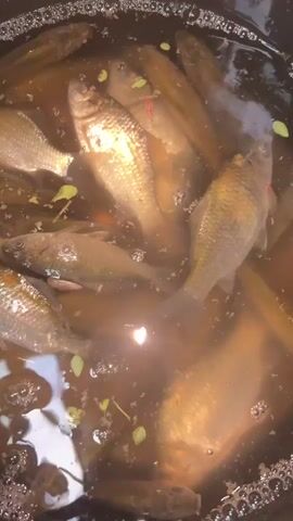 A close-up, overhead shot shows several small fish swimming in a black tub filled with murky water. Some small green plants float on the surface of the water. The fish are of various sizes and colors, mostly appearing silver, gold, and brown. Some of the fish are resting on the bottom of the tub while others are actively swimming. The water is slightly cloudy and there are small bubbles visible along the rim of the tub.