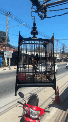 Birdcage spotted hanging over motorcycle on Ko Samui street