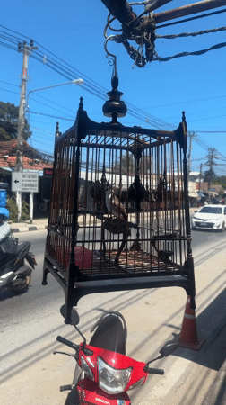 Birdcage spotted hanging over motorcycle on Ko Samui street