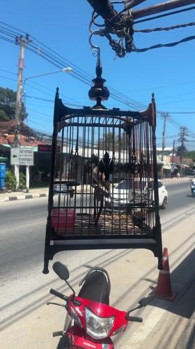 Birdcage spotted hanging over motorcycle on Ko Samui street