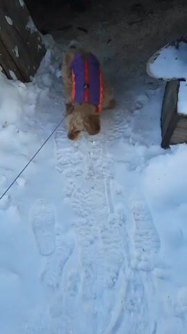 The video shows a small brown dog wearing a purple and orange patterned vest walking in deep snow. The dog is on a leash and moves slowly, leaving footprints behind. The camera follows the dog as it navigates the snowy terrain, with a town visible in the background.