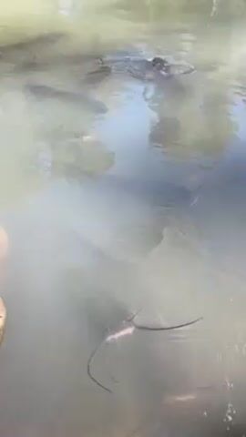 The video shows a murky body of water with several catfish swimming in it. The water is cloudy and visibility is low, but the dark shapes of the fish can be seen moving beneath the surface. Some of the fish are larger than others, and their long barbels are visible. The camera is positioned at the edge of the water, with a rock visible in the foreground. The surface of the water reflects the sky and surrounding trees.