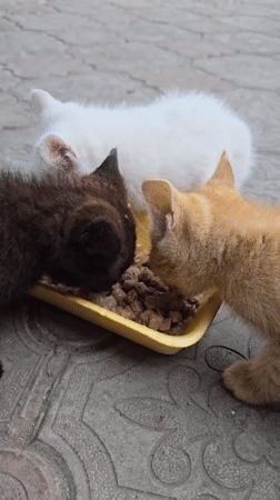 Cats feed from shared dish in Nova Kakhovka