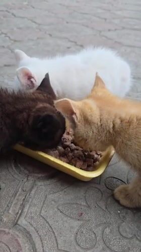 Cats feed from shared dish in Nova Kakhovka
