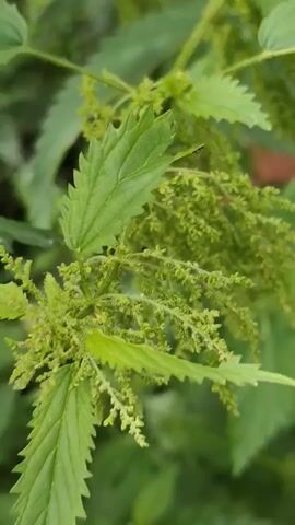 A close-up, slow-motion video captures a close-up of a plant. The plant has serrated green leaves and clusters of tiny, pale green flowers or seed pods hanging in drooping chains. The background is a blur of green, suggesting more foliage. The focus is sharp on the plant, highlighting its delicate structures.