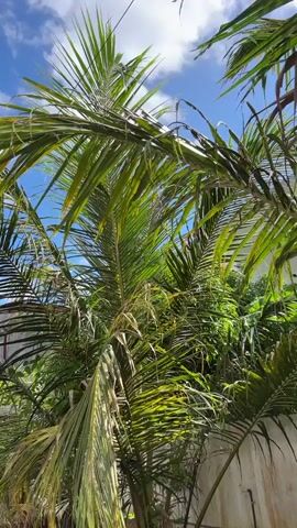 The video shows an upward view of palm tree fronds against a blue sky with scattered clouds. Sunlight filters through the fronds, casting shadows and highlighting the green and yellow hues of the leaves. The fronds are lush and dense, with some appearing dry or browned at the tips. In the background, parts of buildings and other greenery are visible. The overall impression is of a tropical or sub-tropical environment on a bright, sunny day.