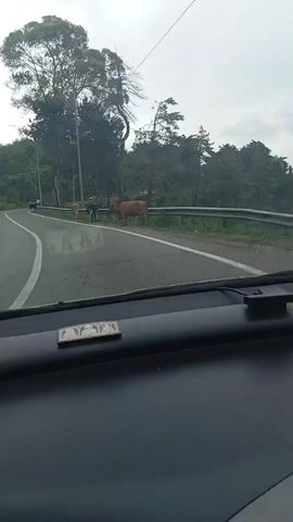 The video is taken from inside a car, looking out the windshield. The car is driving on a paved road that curves to the left. On the right side of the road, there is a guardrail and then a grassy area with trees. There are several cows on the grassy area. One cow, which is light brown, is walking along the edge of the road. Another cow, which is dark brown, is standing further back. A third cow, which is light brown, is partially visible further down the road. The weather appears to be overcast. Inside the car, there are a few objects on the dashboard, including a small model airplane.