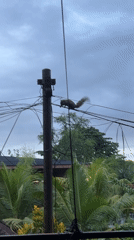 Squirrel runs along utility wires in Ubud, Indonesia