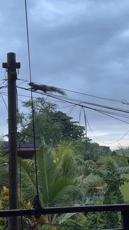Squirrel runs along utility wires in Ubud, Indonesia