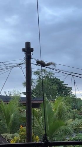 Squirrel runs along utility wires in Ubud, Indonesia