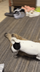 Dog and cat play together on rug in Petah Tikva home
