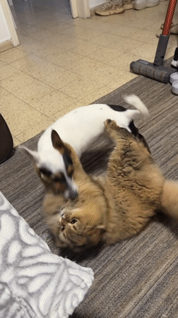 Dog and cat play together on rug in Petah Tikva home