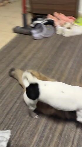 Dog and cat play together on rug in Petah Tikva home