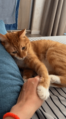 Person interacts with sleeping orange tabby cat in Bar
