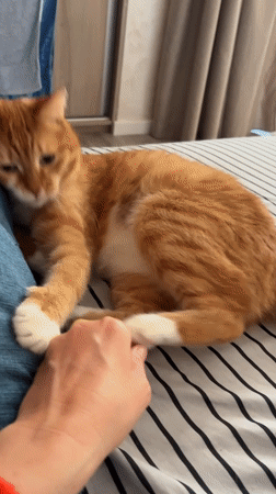Person interacts with sleeping orange tabby cat in Bar