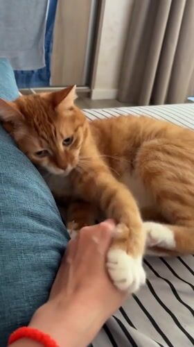 Person interacts with sleeping orange tabby cat in Bar