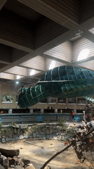 Green turtle sculpture hangs above enclosure at Sofia facility