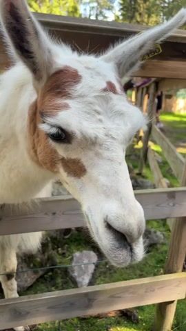A close-up video shows a white and brown llama reaching its head over a wooden fence to eat seeds from a person's open hand. The llama's face fills most of the frame, with its large, dark eye visible. The background shows a green, grassy area with trees, rocks, and another animal in the distance. The fence is made of weathered wooden planks. The lighting suggests it is daytime.