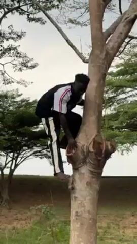 A person with dark skin is seen climbing a tree. They are wearing a black and white shirt, white pants with black stripes down the sides, and no shoes. They are using their hands and feet to climb up the tree. The tree is tall and has smooth bark. There are other trees and greenery in the background. The sky is overcast.
