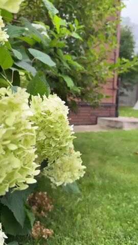 The video shows a close-up view of a flowering bush, possibly hydrangeas, with large clusters of light green flowers. The flowers are in focus in the foreground, with lush green leaves and branches visible. In the background, out of focus, a brick building and a green lawn can be seen. The overall impression is of a serene outdoor garden scene.