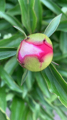 Rural Belarus garden blooms documented during sunny June morning