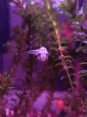Aquarium fish under moody lighting, plus a rogue toy rabbit