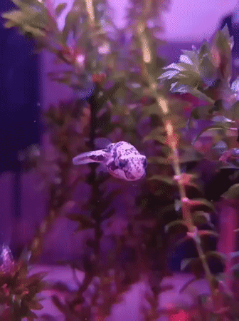 Aquarium fish under moody lighting, plus a rogue toy rabbit