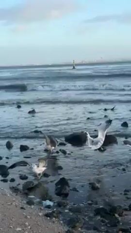 The scene is a seaside view with a rocky shoreline where several seagulls are present. Some are standing in shallow water among the rocks, while others are flying. In the distance, gentle waves roll toward the shore, and a tall, narrow structure, possibly a navigation aid, stands in the water further out. The sky is partially cloudy with a blue hue. The overall lighting suggests it may be early morning or late afternoon.