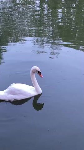 A white swan with an orange beak swims in dark water. The swan dips its head into the water, seemingly to drink or eat. The water reflects trees and the sky. The bottom of the frame shows a wooden surface that appears to be a dock or edge of the water body.