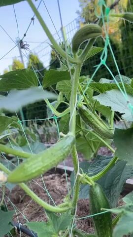This video shows a close-up view of a cucumber plant growing on a trellis. Several green cucumbers are visible, some small and developing, others larger and more mature. The plant has large, textured leaves and vines are supported by green netting. The ground below is covered in mulch and soil. In the background, a fence and some greenery can be seen, suggesting an outdoor garden setting. The lighting appears to be natural daylight, possibly late afternoon or early evening due to the soft light. The overall impression is one of a healthy, productive garden. There is no visible text.