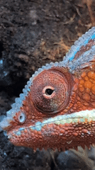 Close-up shots of a colorful chameleon in a terrarium
