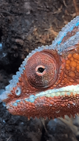 Close-up shots of a colorful chameleon in a terrarium
