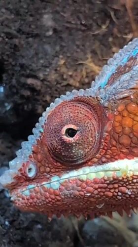 Close-up shots of a colorful chameleon in a terrarium