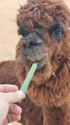 A close-up shot shows a brown alpaca with curly fur and dark eyes being fed a piece of green grass by a person's hand. The alpaca's mouth is near the grass. In the background, a white alpaca with a fluffy mane stands looking to the left. Further in the background, other alpacas are visible, some lying down. The environment appears to be an outdoor enclosure with a sandy ground and a fence in the distance. The video transitions to a medium shot of a white alpaca with a thick mane of light brown fur. The alpaca is looking to its right with its mouth slightly open. Other alpacas are in the background, one lying down and another black one standing. The ground is sandy.