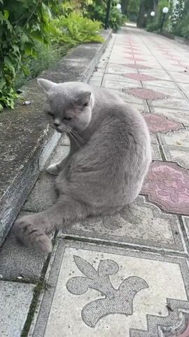 A gray cat is sitting on a paved walkway next to a stone border. The cat is facing away from the camera, looking towards some green bushes. The walkway is made of patterned tiles. In the background, a path lined with trees and lampposts extends into the distance.