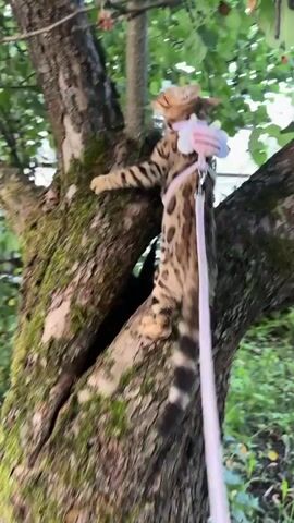 A Bengal cat wearing a pink harness with a leash is climbing a tree. The cat is on a moss-covered tree trunk, with green leaves and branches in the background. The cat's paws are gripping the tree bark as it moves upwards. The leash is a light pink color and is attached to the harness.