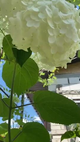 The video is a close-up shot of white hydrangea flowers in bloom, with green leaves and vines visible in the foreground. In the background, a brown roof is visible above a brick building. The sky is clear and blue. The camera appears to be positioned low, looking up at the flowers and foliage. The lighting suggests a sunny day.