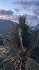Twilight evening across Ban Tai's palms, mountains, and coast