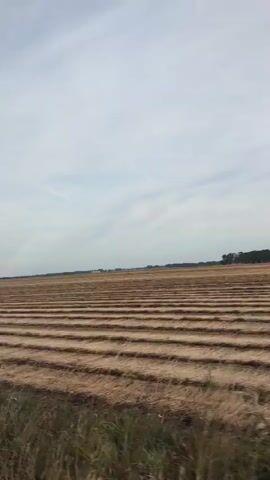 The video pans across a harvested agricultural field. The field is laid out in long, parallel rows of dried crop residue, suggesting recent harvesting activity. The sky is overcast with a light haze. In the distance, there are hints of trees and possibly some buildings or structures, but they are indistinct. The foreground shows some taller, dry grass or weeds along the edge of the field. The overall impression is one of a rural landscape, likely in late summer or autumn after crops have been gathered.