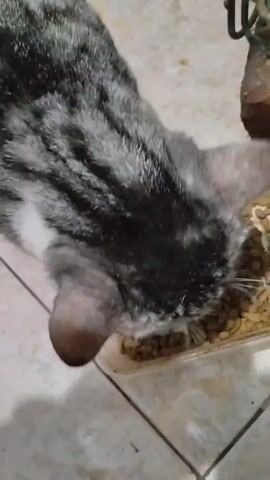 A close-up shot shows a tabby cat with gray and black stripes eating from a clear plastic food bowl filled with kibble. The cat's head is lowered into the bowl, obscuring its face as it eats. The background is out of focus but appears to be a tiled floor.